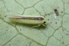 Alebroides hachijonis