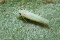 Alebroides hachijonis