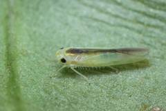 Alebroides hachijonis