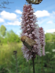 Eriopygodes imbecilla