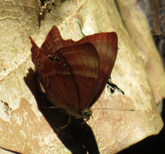 Abisara saturata