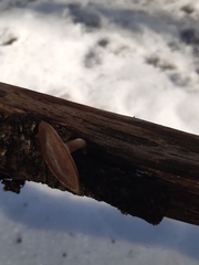 Fungi