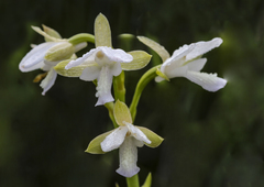 Eulophia zeyheriana
