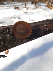 Fungi