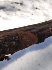 Fungi