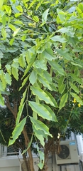 Cassia fistula