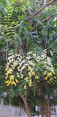 Cassia fistula
