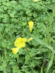 Oxalis pes-caprae