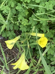 Oxalis pes-caprae