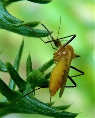 Coquillettidia xanthogaster