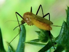 Coquillettidia xanthogaster