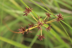 Cyperus tenax