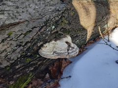 Fomes fomentarius