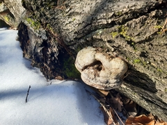 Fomes fomentarius