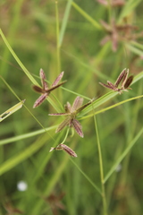 Cyperus flavescens rehmannianus
