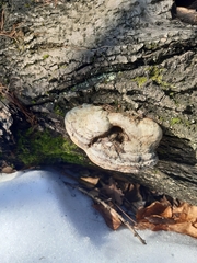 Fomes fomentarius