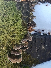 Trametes versicolor