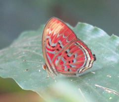 Paralaxita telesia