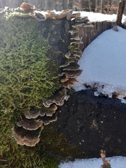Trametes versicolor