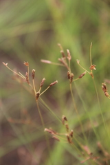 Fimbristylis hygrophila