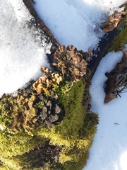 Trametes versicolor