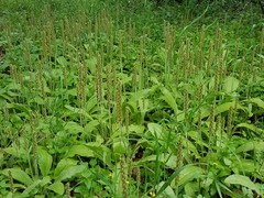 Plantago hookeriana