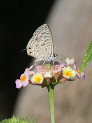 Leptotes pirithous