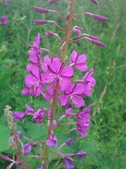Chamaenerion angustifolium