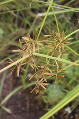 Cyperus intactus