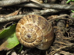 Xerosecta reboudiana