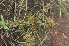 Cyperus pumilus