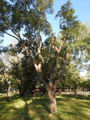Albizia inundata