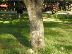 Albizia inundata
