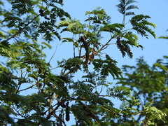 Albizia inundata