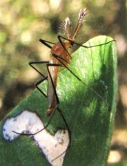 Coquillettidia xanthogaster