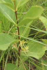 Vangueria