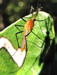Coquillettidia xanthogaster