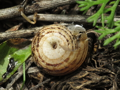 Xerosecta reboudiana