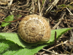 Xerosecta reboudiana