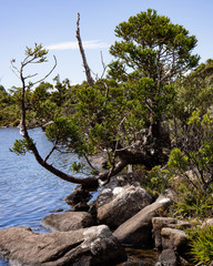 Athrotaxis selaginoides