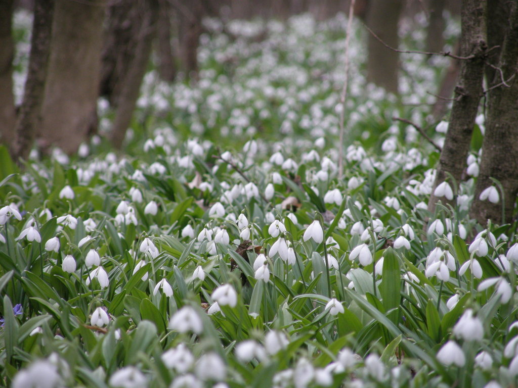 Snowdrop (Galanthus plicatus)