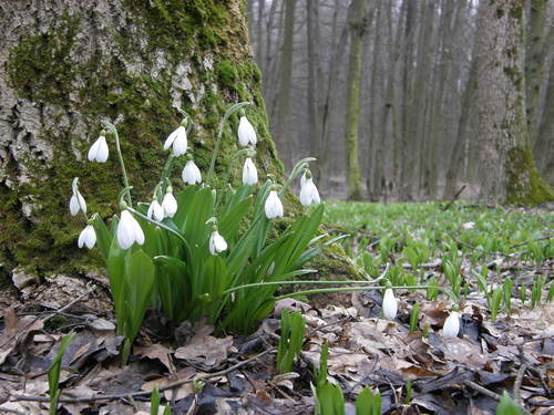 Snowdrop (Galanthus plicatus)