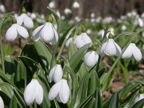 Snowdrop (Galanthus plicatus)