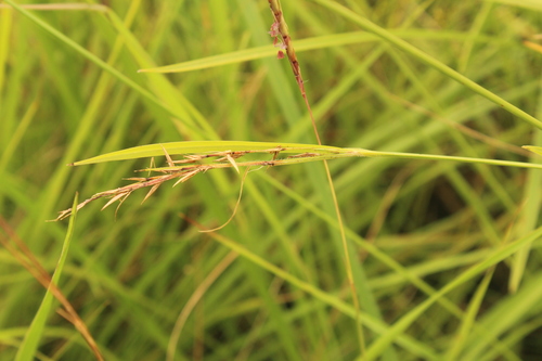 Scleria achtenii