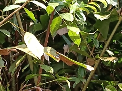 Moduza procris milonia
