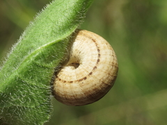 Xerosecta reboudiana