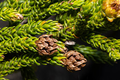 Athrotaxis selaginoides