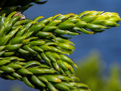 Athrotaxis selaginoides