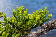 Athrotaxis selaginoides