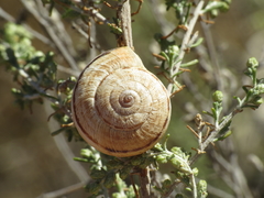 Xerosecta